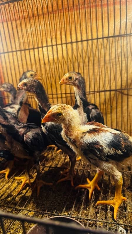 Ring bird aseel shamo female chicks| black shamo chicks|o shamo chicks 2