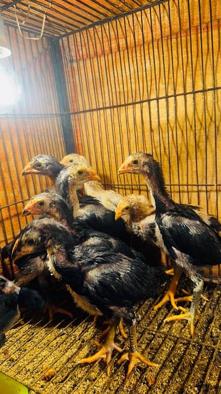 Ring bird aseel shamo female chicks| black shamo chicks|o shamo chicks 3