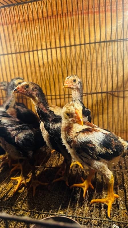 Ring bird aseel shamo female chicks| black shamo chicks|o shamo chicks 8