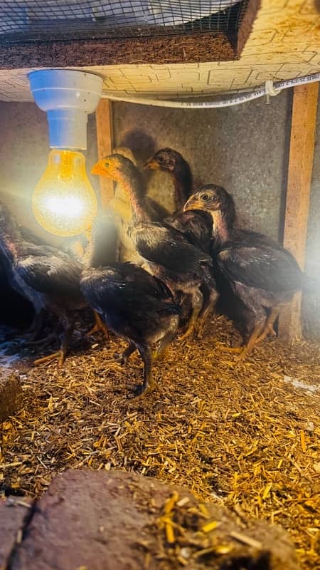 Ring bird aseel shamo female chicks| black shamo chicks|o shamo chicks 12