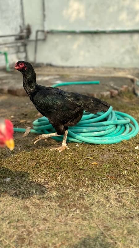 Ring bird aseel shamo female chicks| black shamo chicks|o shamo chicks 13