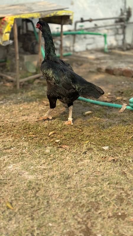 Ring bird aseel shamo female chicks| black shamo chicks|o shamo chicks 14