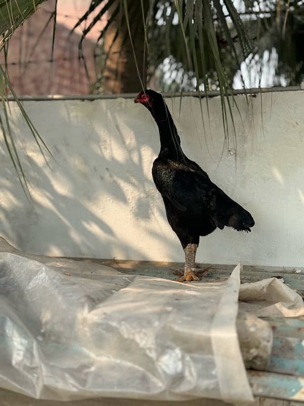 Ring bird aseel shamo female chicks| black shamo chicks|o shamo chicks 15