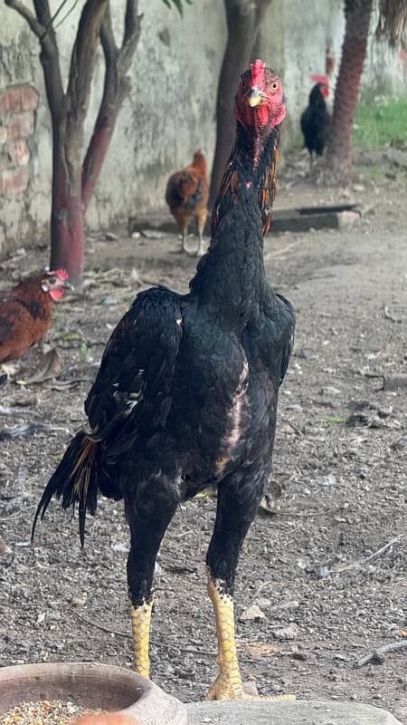 Ring bird aseel shamo female chicks| black shamo chicks|o shamo chicks 17