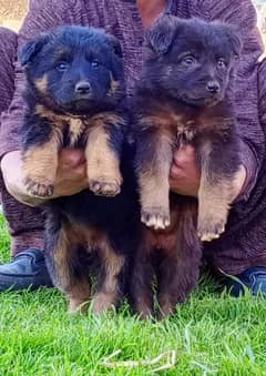 German shepherd for sale