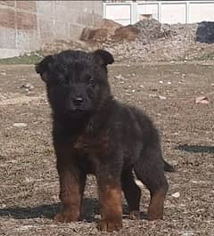 German Shepherd double coat male puupy for sale