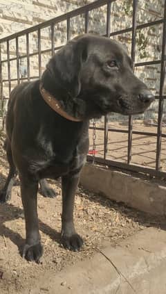 black labrador dog