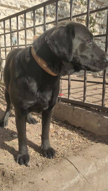 labrador dog | american labrador |black labra | labrador| security dog 1