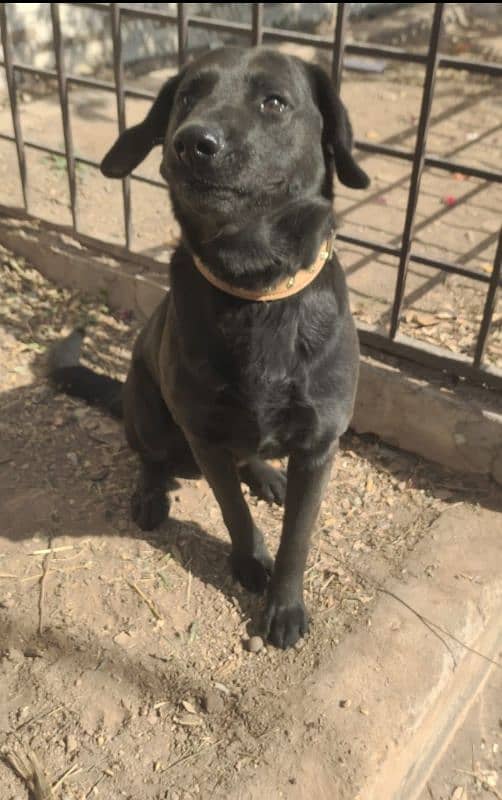 labrador dog | american labrador |black labra | labrador| security dog 2