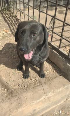 dog american labrador black labra labrador security dog