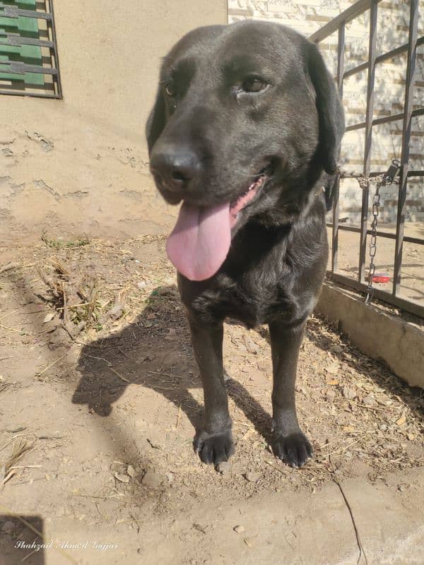 labrador dog | american labrador |black labra | labrador| security dog 4