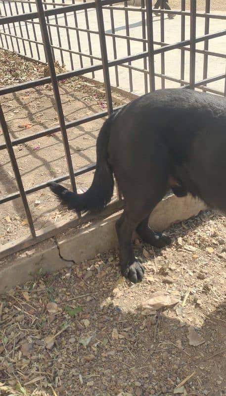 labrador dog | american labrador |black labra | labrador| security dog 6