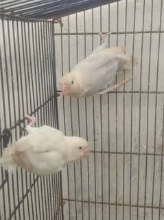 Albino Red eyes female with blue split male breeder pair