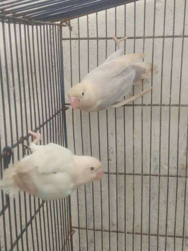 Albino Red eyes female with blue split male breeder pair 0