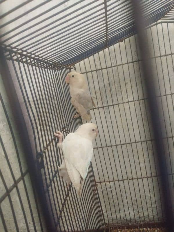 Albino Red eyes female with blue split male breeder pair 1