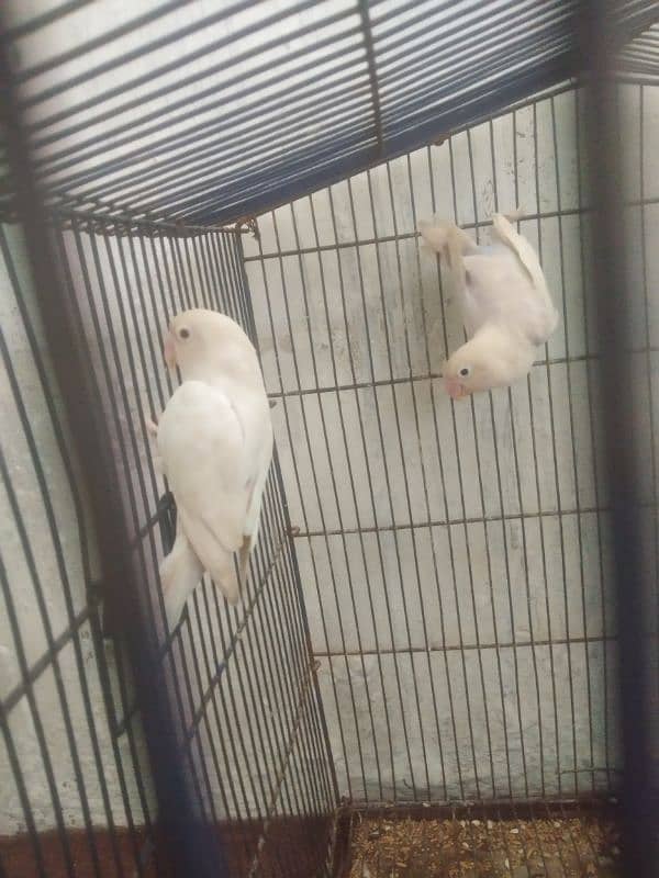 Albino Red eyes female with blue split male breeder pair 2