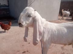 Chota Bakra | Sadqay ka Bakra | Small Male goat | چھوٹا بکرا