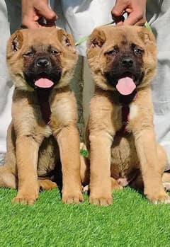 King Alabai Pair | Alabai Puppies | Alabai security Dog For Sale