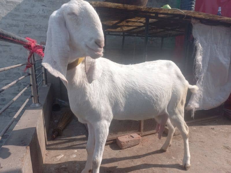 rajanpuri koni bakri for sell 0