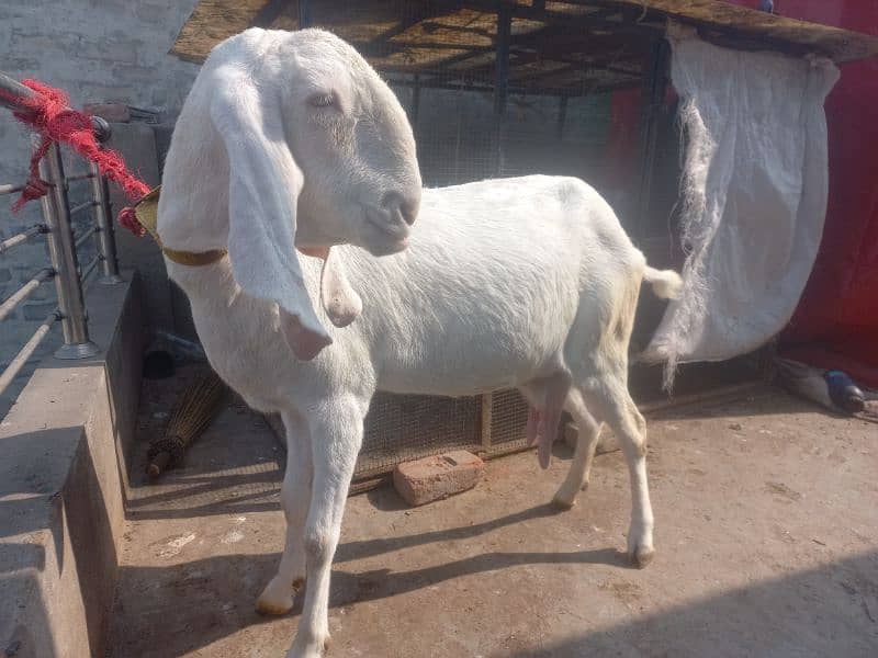 rajanpuri koni bakri for sell 1