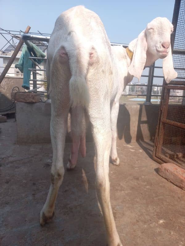 rajanpuri koni bakri for sell 3