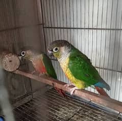 green cheeks conure breeder pair