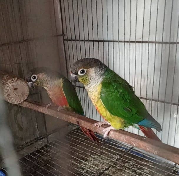 green cheeks conure breeder pair 0