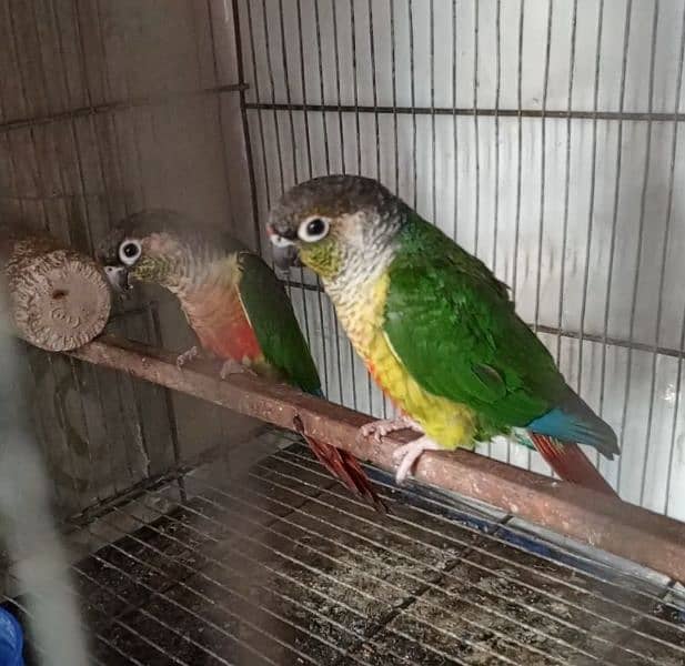 green cheeks conure breeder pair 1