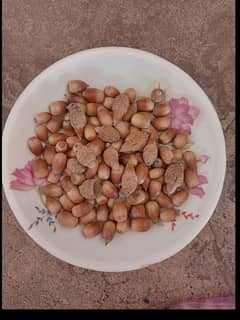 Acorn nuts