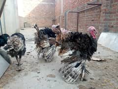 Turkey Birds males available