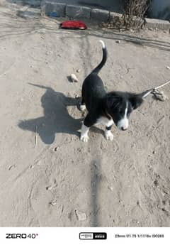 border collie dog