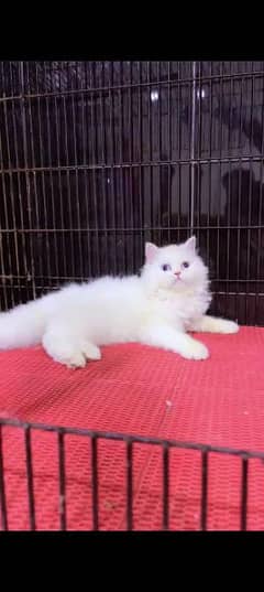 Persian cat for sale male or female my WhatsApp 0325=24=52=848