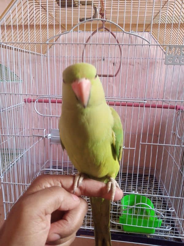 Talking parrot 0