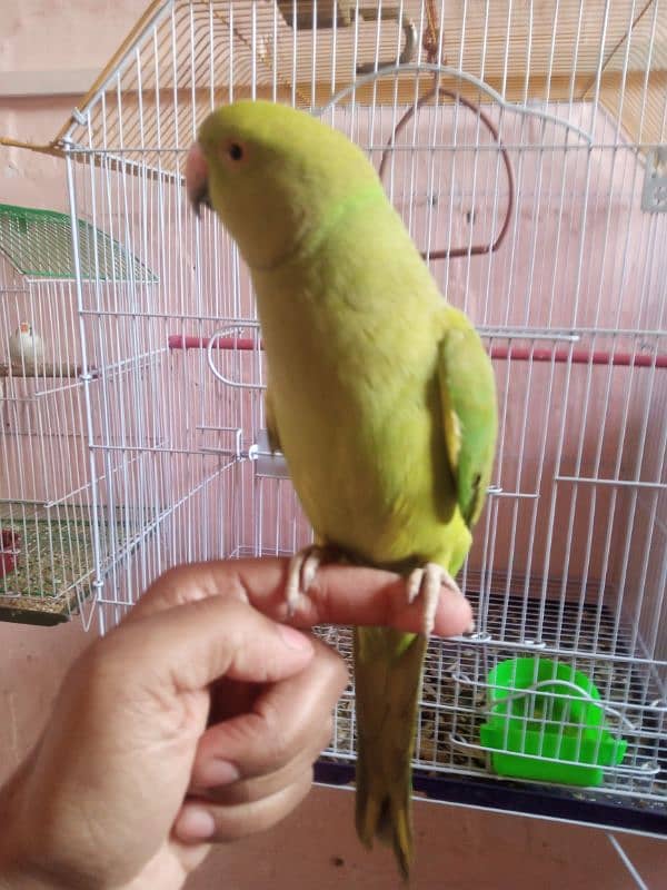 Talking parrot 1