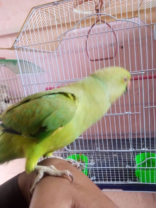 Talking parrot 5