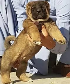 king Turkish Kangal dabal hadi ful security dosg for sale ful havey