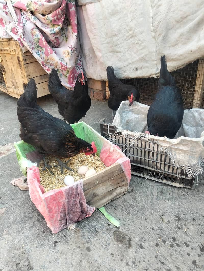 Golden Misri hens |Australorp hens  eggs laying hens | lohman hens 0