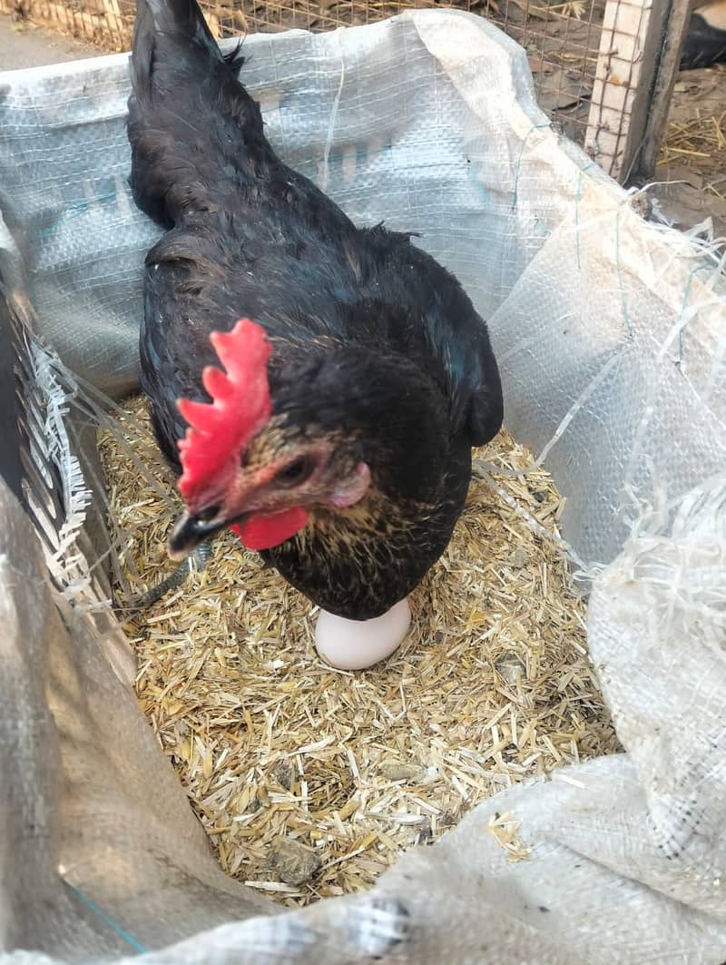 Golden Misri hens |Australorp hens  eggs laying hens | lohman hens 1