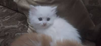 Five Persian Cats Triple Coat age 1.5 Month for Sale