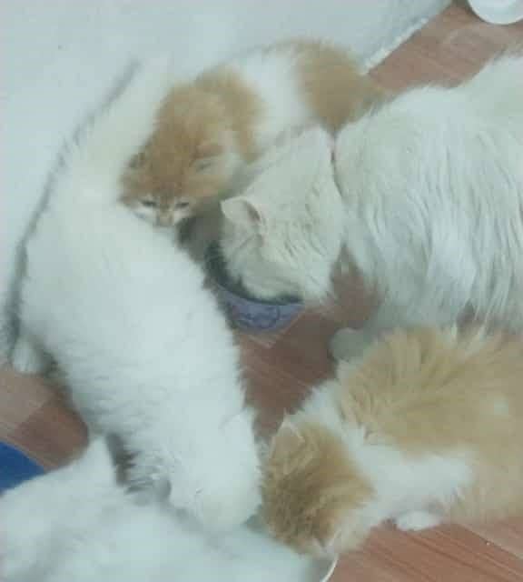 Five Persian Cats Triple Coat age 1.5 Month for Sale 1