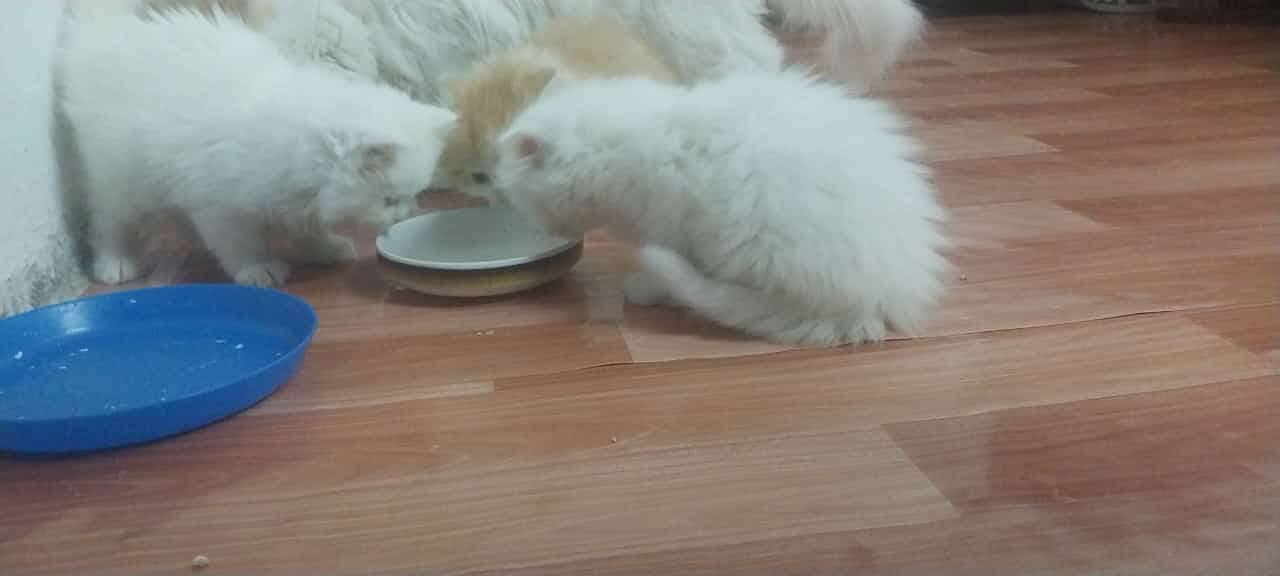 Five Persian Cats Triple Coat age 1.5 Month for Sale 2