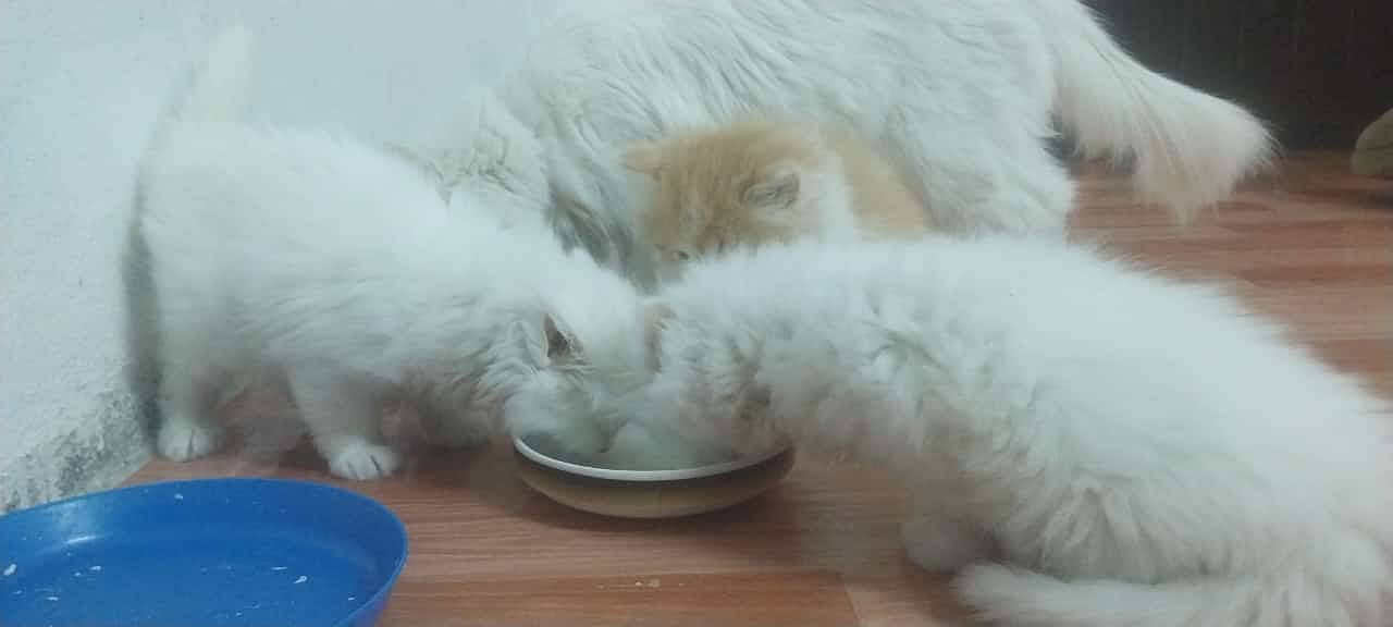 Five Persian Cats Triple Coat age 1.5 Month for Sale 3