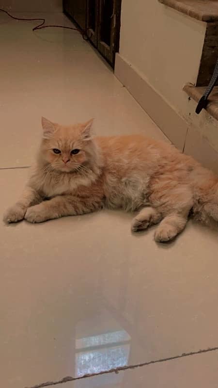 Persian male cat ginger color 0