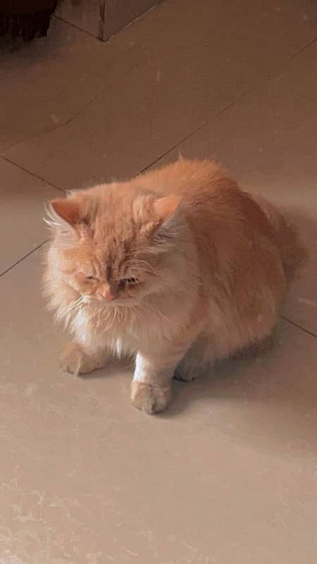 Persian male cat ginger color 1