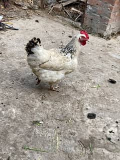 Pure light susex female hen for sale