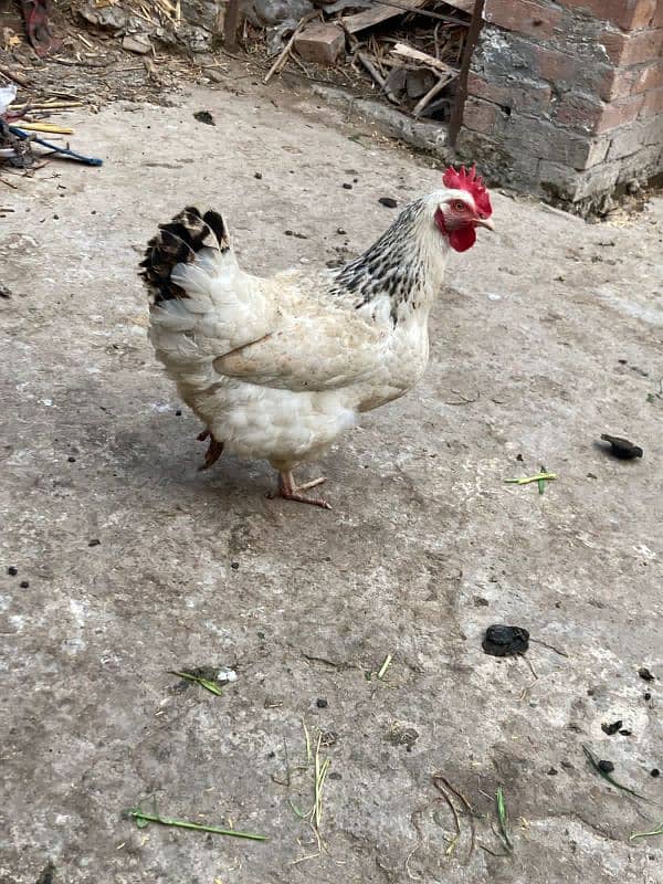 Pure light susex female hen for sale 0