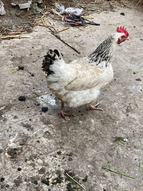 Pure light susex female hen for sale 1