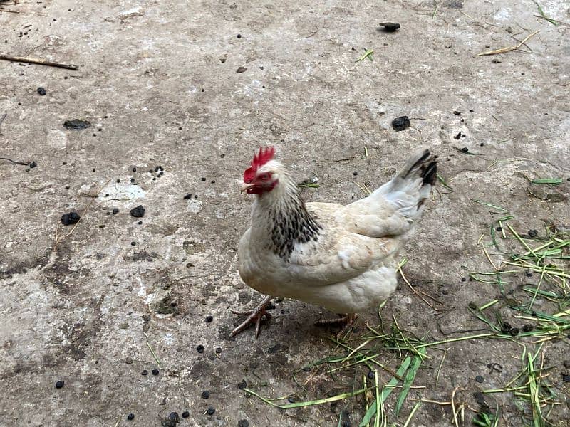 Pure light susex female hen for sale 2