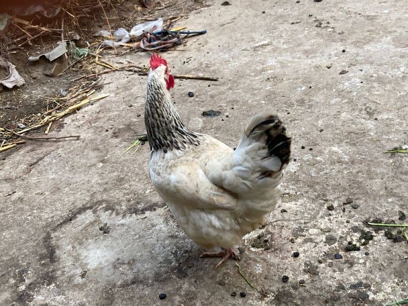 Pure light susex female hen for sale 3