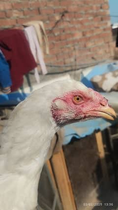 heeri pathi Hera pathi for sale Madi hen murgi